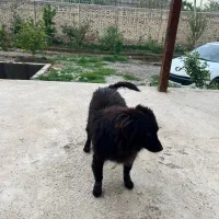 سگ واگذاری رایگان