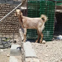 بز افغانی