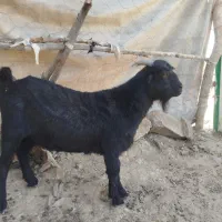 تروشت و بره
