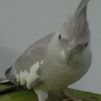 عروس هلندی گم شده