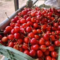 گیلاس عالی درجه یک آبدار شیرین