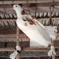 فروش و معاوضه کبوتر با توله سگ پامر یا طوطی کوتوله