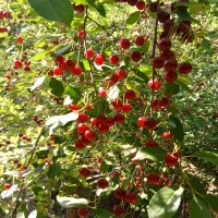 آلبالو ارگانیک آذرشهر