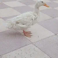افروش اردک