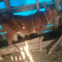 دو گوساله نر