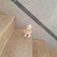 کفتر|پرنده|همدان, |دیوار