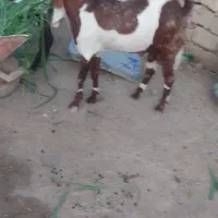 نربزاصل گلابی معامله بابزمری زاییده