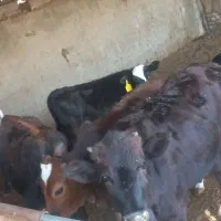 گوساله ماده چاق ۵۵۰
