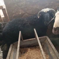 بره سبک