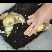 سه عدد حلزون آفریقایی کلاژن دار