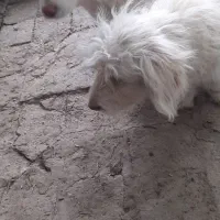سگ پاکوتاه رایگان