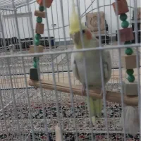 عروس هلندی