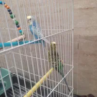 یک جفت مرغ عشق