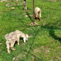 بز با بزغاله نر