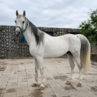 آموزش تخصصی سوارکاری