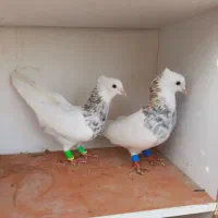 یک جفت کفتر طوقی