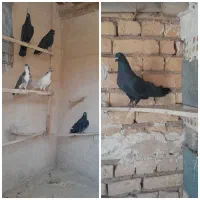 کبوتر دمگیر غلاغ