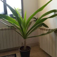 گل های آپارتمانی