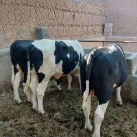 گوساله