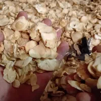 فروش موسیر کوهی