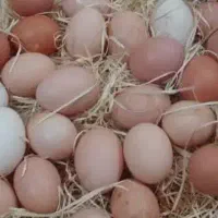 تخم مرغ گلین نطفه دار