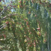 آلوچه ی شیرین مخصوص خشک کردن