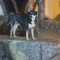 سگ میکس هاسکی و دوبرمن