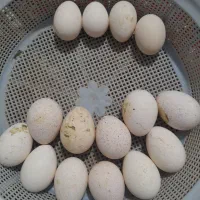 تخم قو غاز  مرغ و بوقلمون