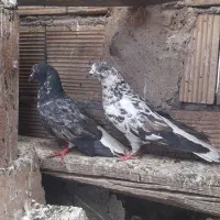 کبوترگرفتنی 7تا بوربوری گرگی سیماش زاغ کاکولی پرشی