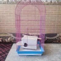 قفس