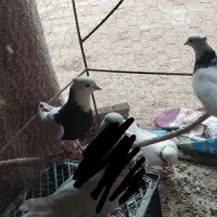 کفتر|پرنده|آیسک, |دیوار