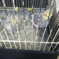 عروس پاریس نر ماده  با قفس