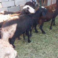 فروش ۱۰ راس گوسفند