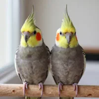 عروس هلندی جفت
