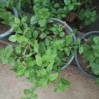 فروش گل یخ