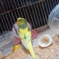 فروش مرغ عشق نر