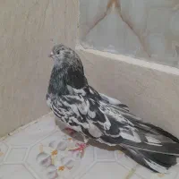 یک جفت کفتر|پرنده|خوشاب, |دیوار