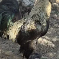 تخم مرغ نطفه دار برهما