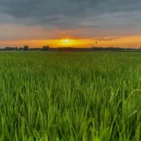 فروش-مزرعه-با-قیمت-استثنایی