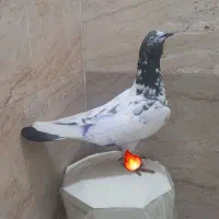 کبوتر غریب
