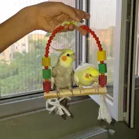 یک جفت عروس هلندی