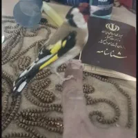 سره نر دستی و جوجه قناری نر