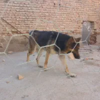 سگ ژرمن