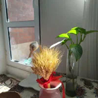 معاوضه قفس