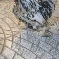 خروس کوشین