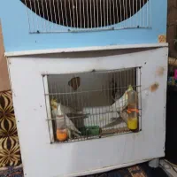 قفس ام دی اف برا
