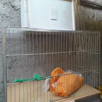 قفس با لانه