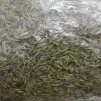 کاکوتی