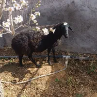 میش جوان کیلویی