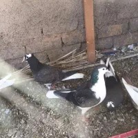 کبوتر